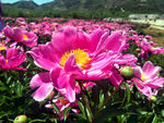 芍药花