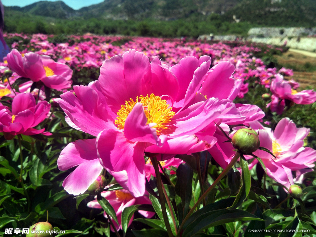 芍药花