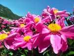 芍药花