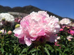 芍药花