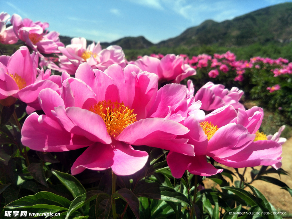芍药花