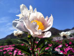 芍药花