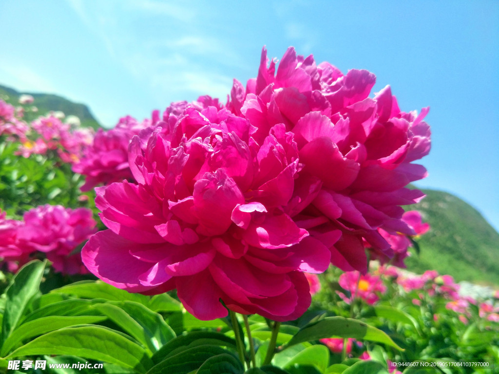 芍药花