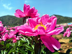 芍药花