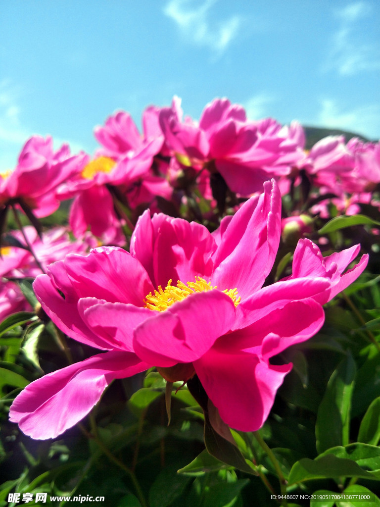 芍药花