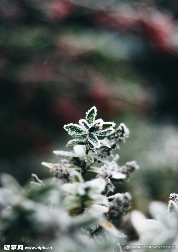 雪景