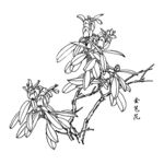 金苞花
