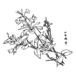 四季锦带