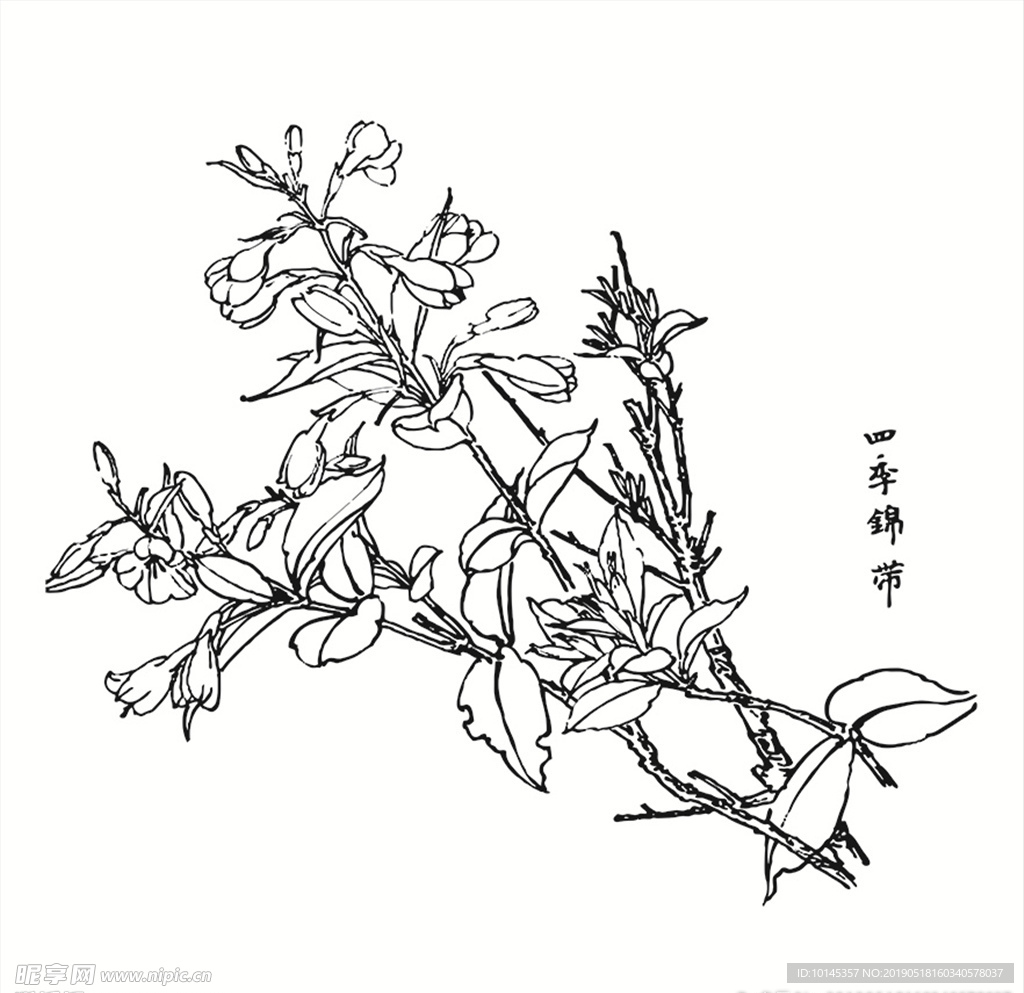 四季锦带