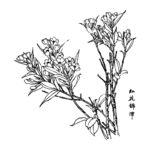 红花锦带