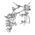 常春花