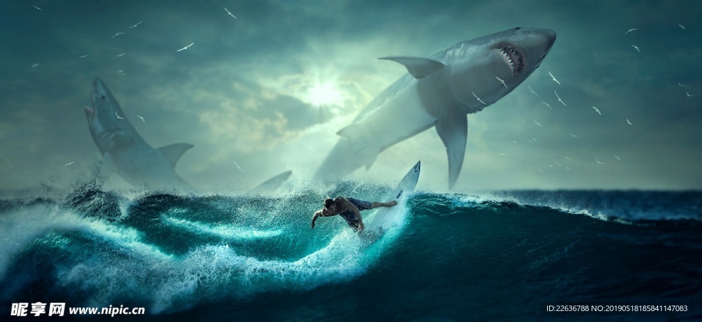 大海冲浪图片素材鲨鱼图片素材