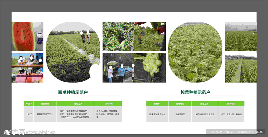 榨菜西瓜种植