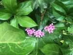 红花酢浆草