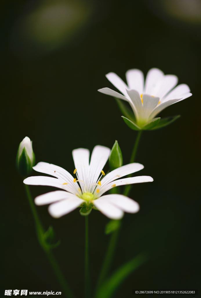 花