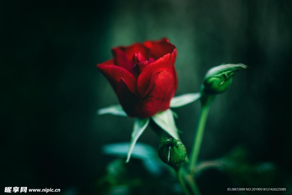 玫瑰花