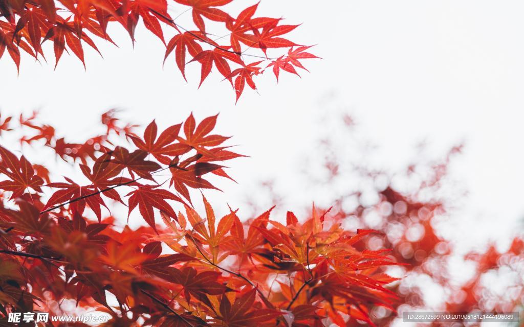 红枫叶