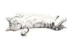 懒散猫插图