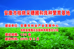 核桃种苗繁育基地