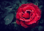 玫瑰花