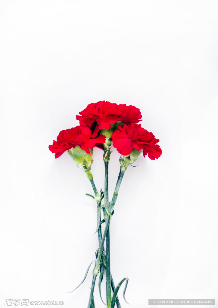 玫瑰花