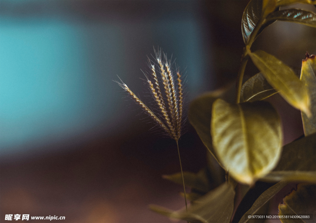绿色植物
