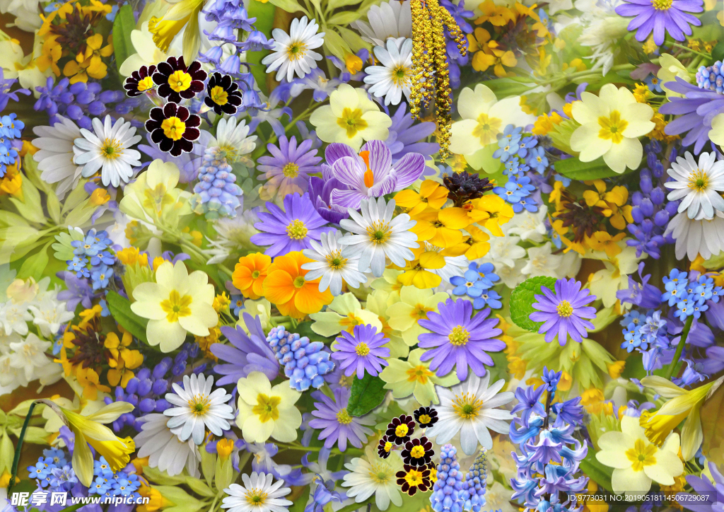 菊花