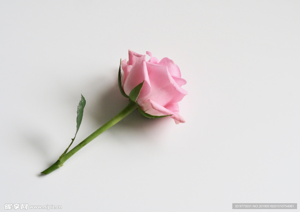 玫瑰花