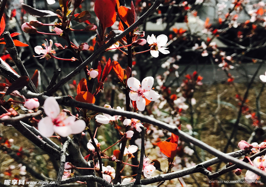 绿色植物