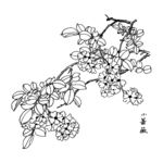 小蔷薇