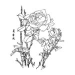 月季花