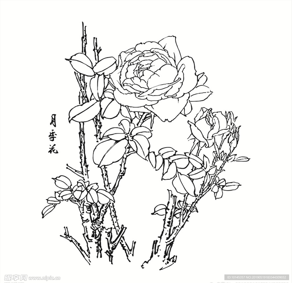 月季花