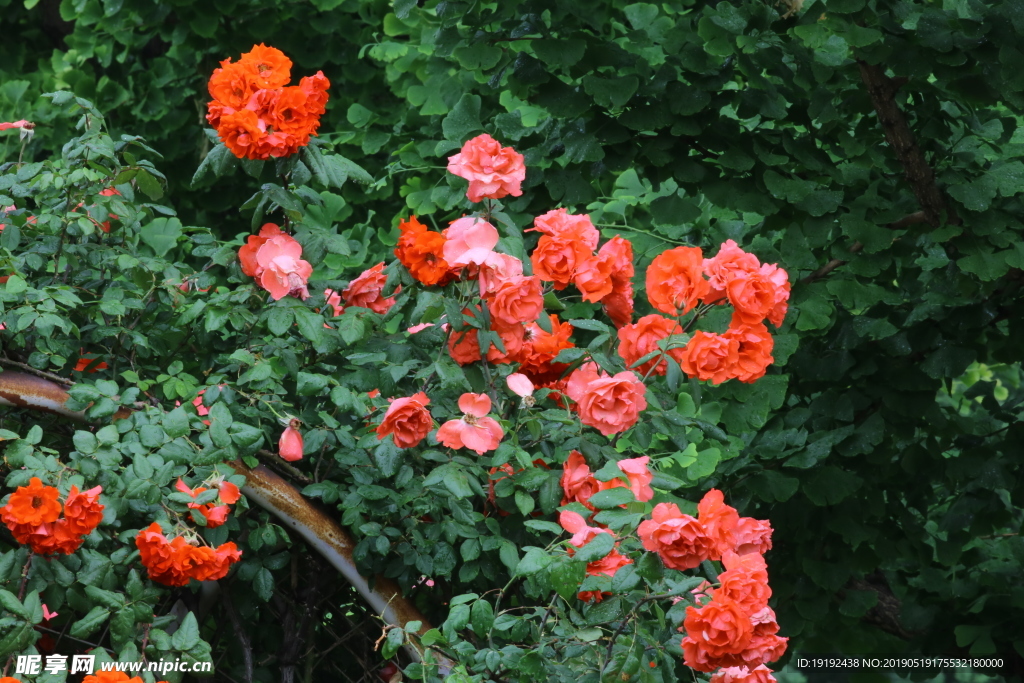 雨露月季花