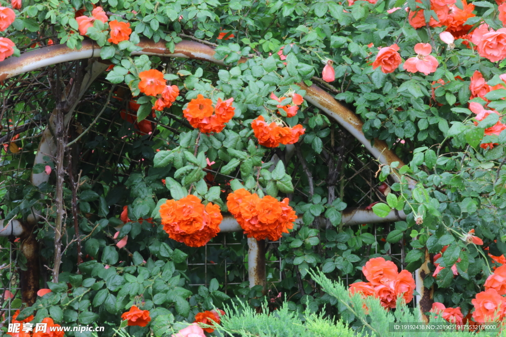 雨露月季花