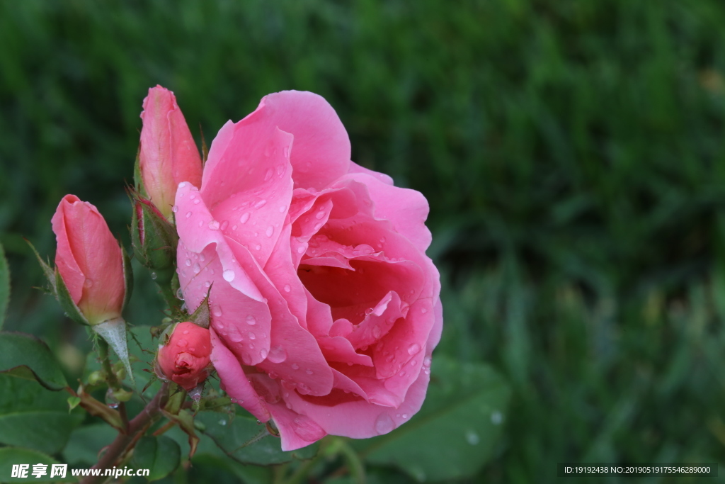 雨露月季花