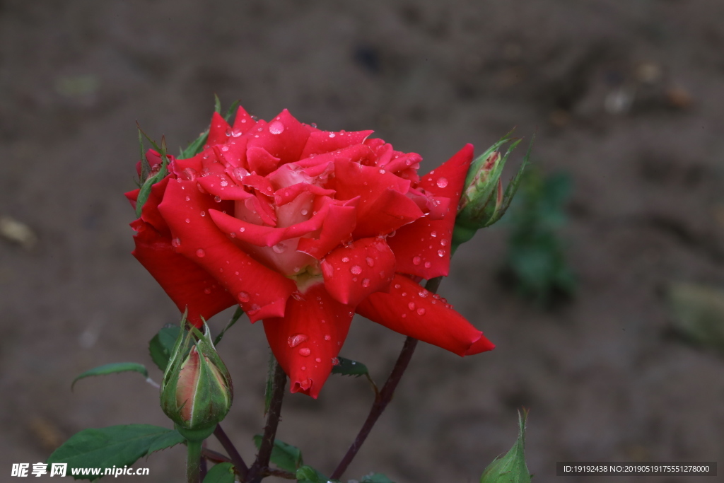 雨露月季花