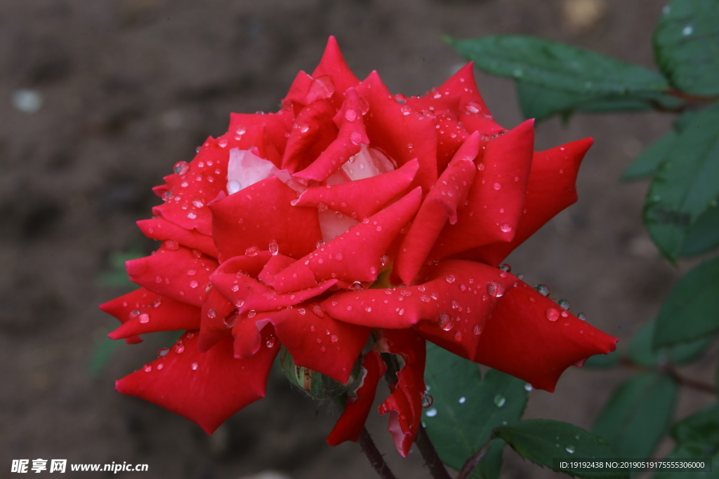 雨露月季花