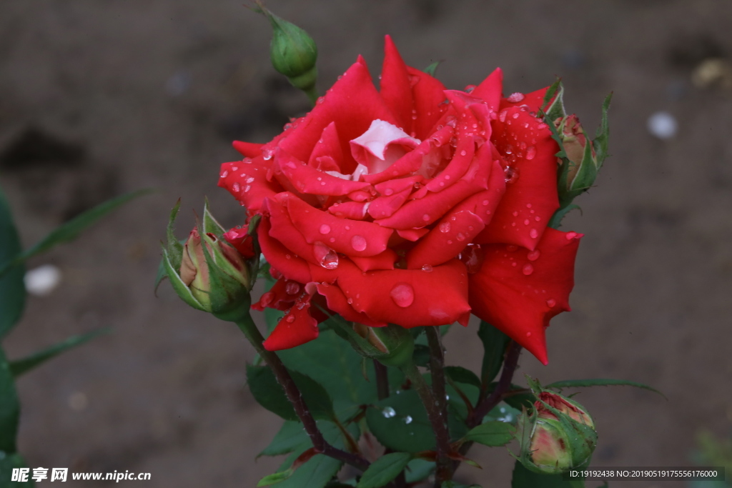 月季花