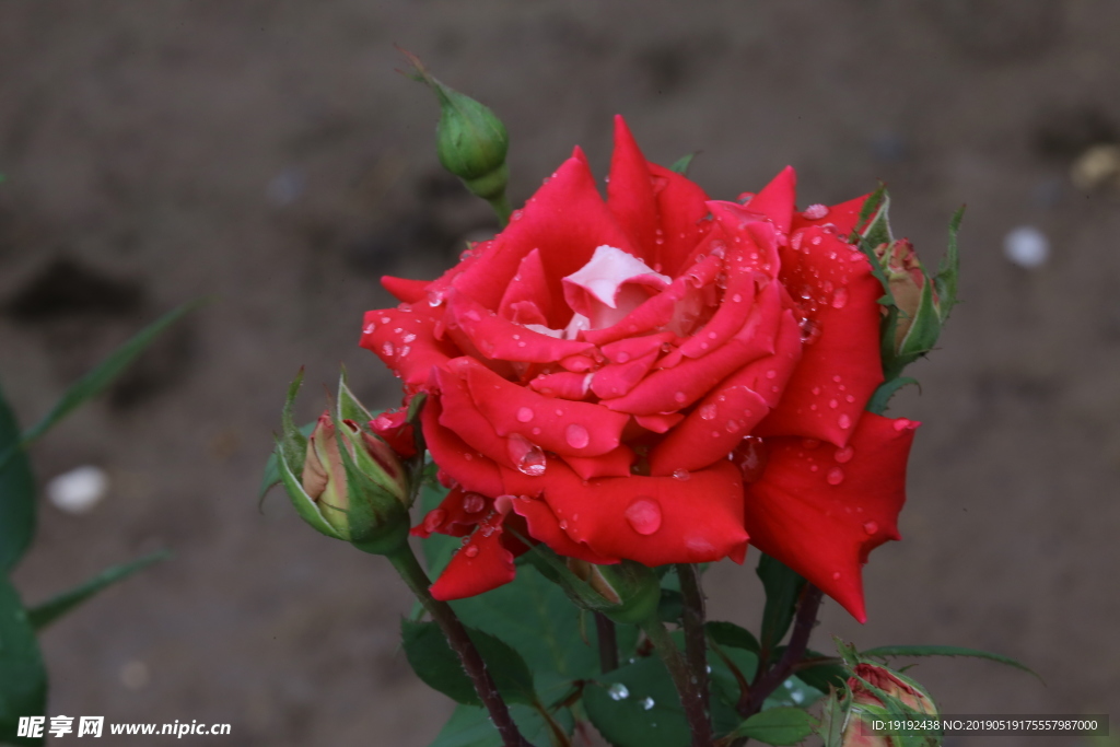 雨露月季花