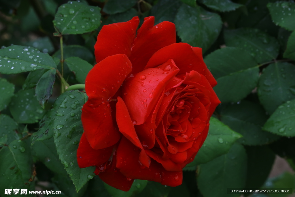 月季花