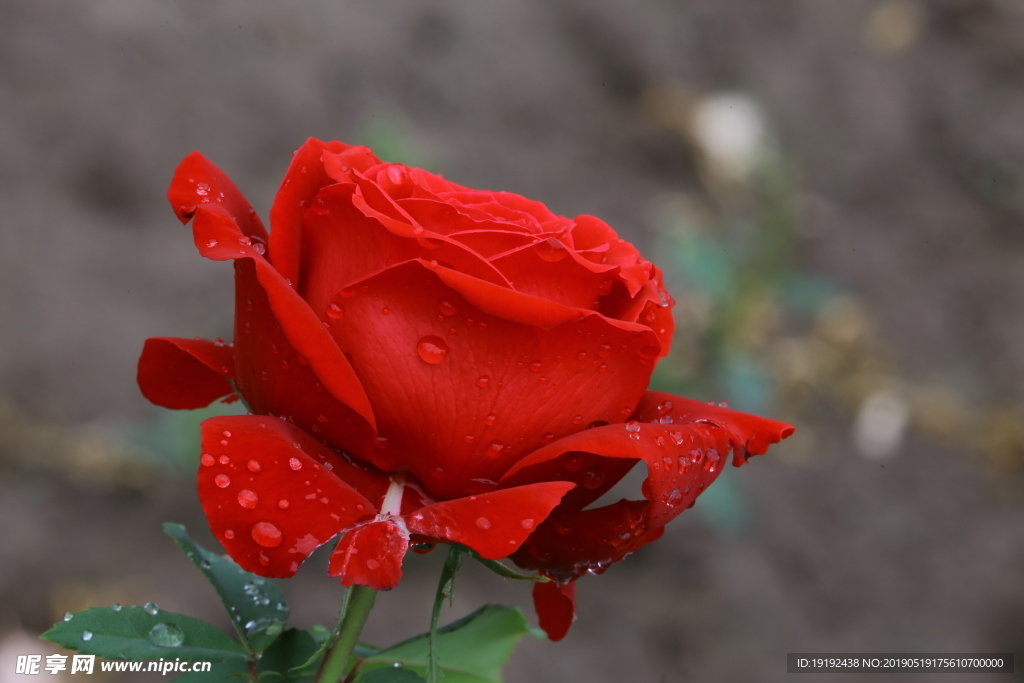 雨露月季花