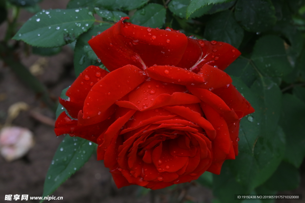 雨露月季花