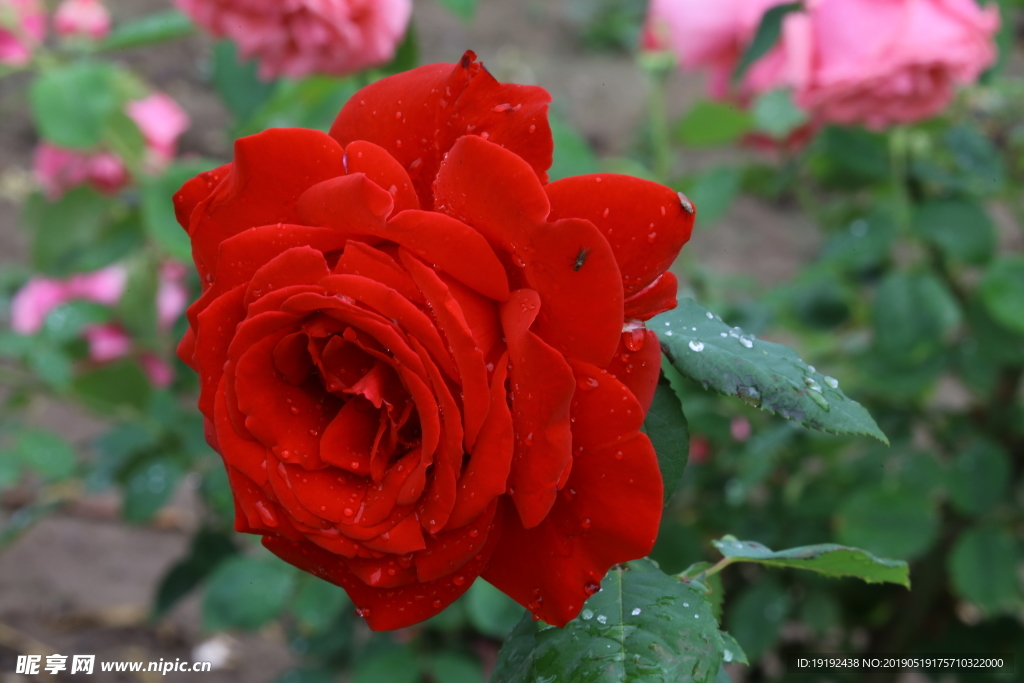 雨露月季花