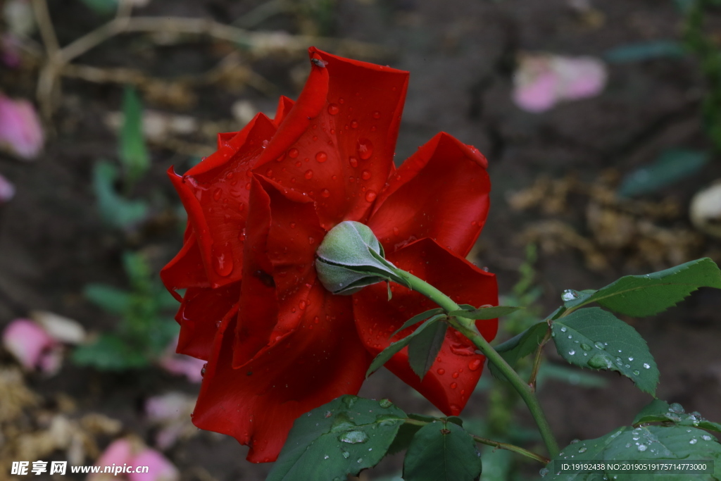 雨露月季花