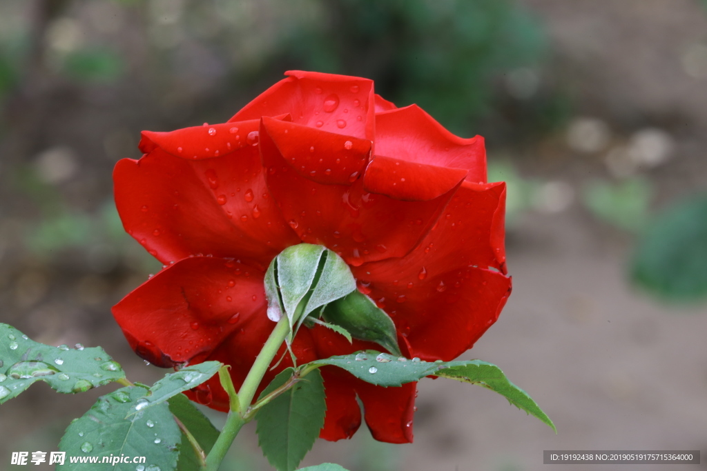 雨露月季花