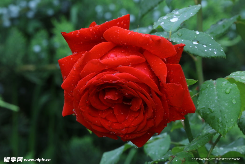 雨露月季花