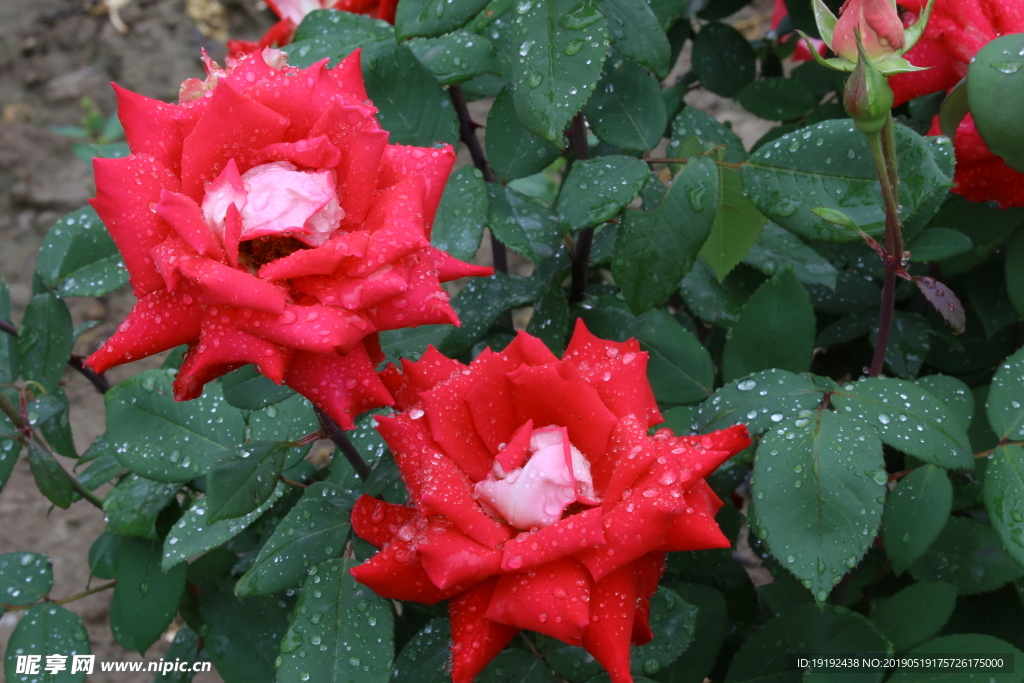 雨露月季花