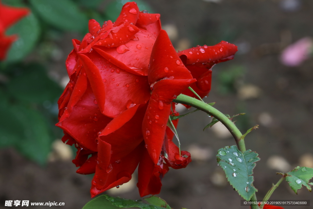 雨露月季花