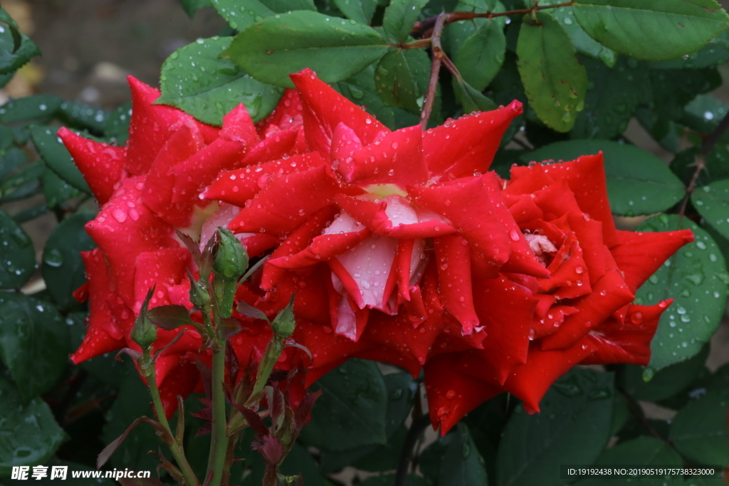 雨露月季花