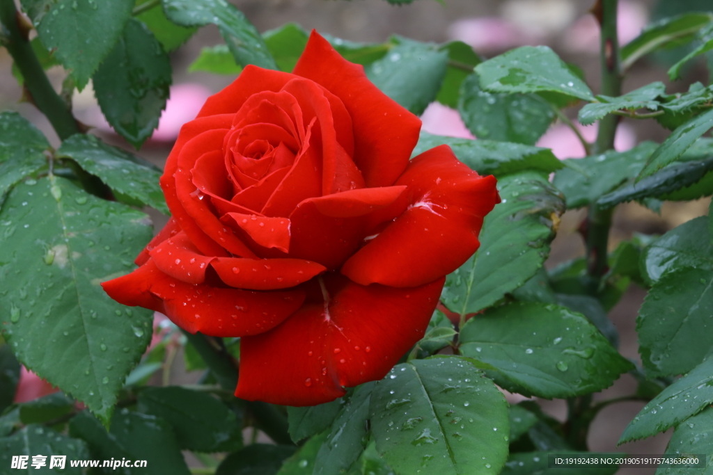 雨露月季花